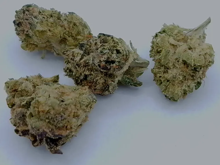 Three cured Glitterbomb flower buds with dense trichome coverage, photographed on a light grey surface